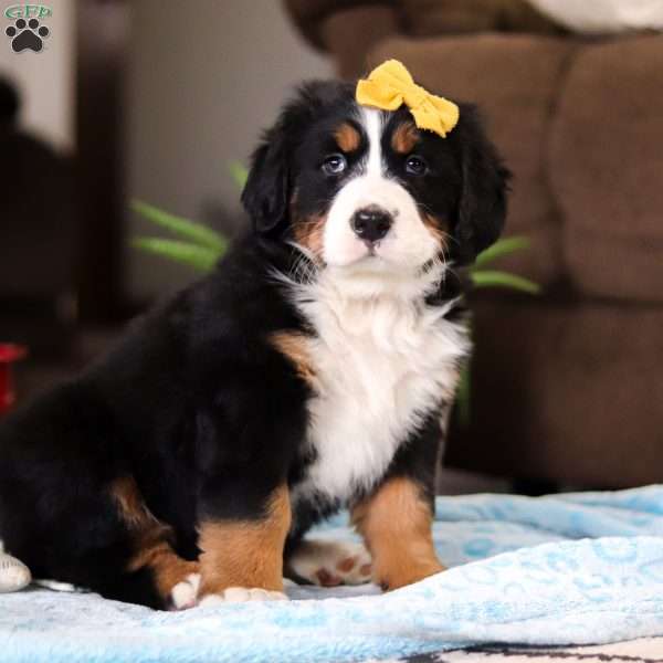 Koko, Bernese Mountain Dog Puppy